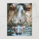 Recherche de hippopotames cartes postales Bébé