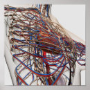 Zoek naar hart anatomie posters Rood