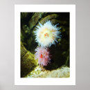 Zoek naar anemoon posters Natuur