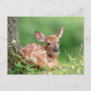 Recherche de pose cartes postales Sauvage