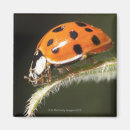 Zoek naar ladybird magneten Close up