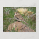 Recherche de épervier cartes postales Faune