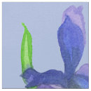 Recherche de iris sauvage Violet