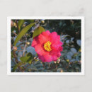 Recherche de camélias cartes postales Hiver