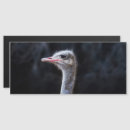 Recherche de autruch invitations Animal