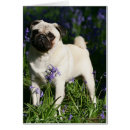 Recherche de jacinthes des bois cartes postales Carlin