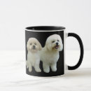 Recherche de bichons tasses Frise de bichon