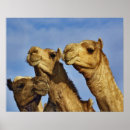 Recherche de le caire posters Chameau