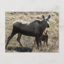 Recherche de archer de ken cartes postales Péninsule de seward