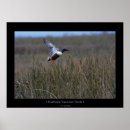 Zoek naar moerassen posters Vogel