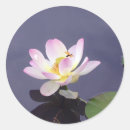 Recherche de mouche de dragon Fleur