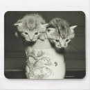 Recherche de chaton blanc tapis souris Tir de studio