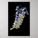 Recherche de vertèbres cervicales posters De travail