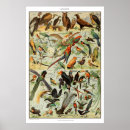 Recherche de oiseau vintage posters Imprimer