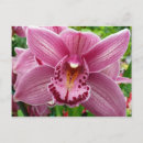 Zoek naar orchidee briefkaarten Fotografie