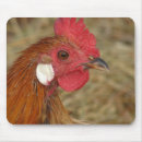 Recherche de oiseau de b électronique Animal