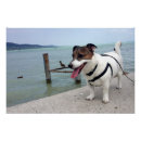 Recherche de jack russell posters Dog