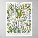 Zoek naar planten posters Antiek