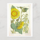 Recherche de tournesol cartes postales Dessin