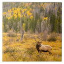 Recherche de rocky mountain national park Wapiti