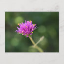 Zoek naar natuur briefkaarten Fotografie