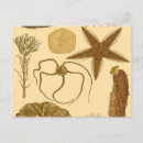 Recherche de varech cartes postales Poisson étoile