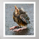 Zoek naar roodborstje posters Foto