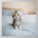 Zoek naar coon posters Kitten