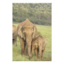 Zoek naar kalf posters Wildlife
