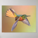 Zoek naar buffs kunst Vogel