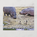 Recherche de oies sauvages cartes postales Hippopotame