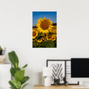 Recherche de tournesols posters Extérieur