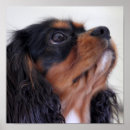 Zoek naar cavalier king charles spaniel puppy posters Koning