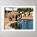 Recherche de éléphant asiatique posters Nature