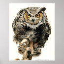 Recherche de hibou à cornes posters Faune