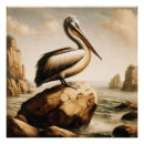 Recherche de pelican posters Faune