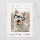 Recherche de chien westie cartes postales Bonjour