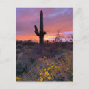 Recherche de cactus cartes postales Saguaro