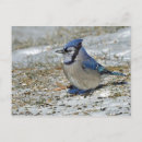 Recherche de oiseaux en hiver cartes postales Jay bleu