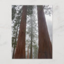 Recherche de brumeux cartes postales Arbre
