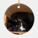 Recherche de kitty photographie Mignon