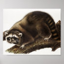 Recherche de lotos posters Faune