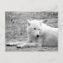 Recherche de loup arctique cartes postales Animal