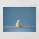 Recherche de compagnie cartes postales Nature