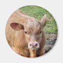 Recherche de veau magnets Bétail