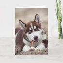Zoek naar sneeuwhond kaarten Puppy