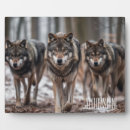 Zoek naar wolven fotoplaat Natuur