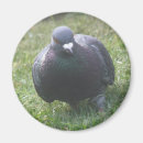Zoek naar mijn duiven magneten Veren