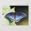 Recherche de papillon bleu cartes postales Courrier