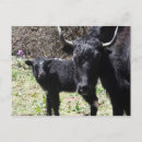 Recherche de yaks cartes postales Tibet